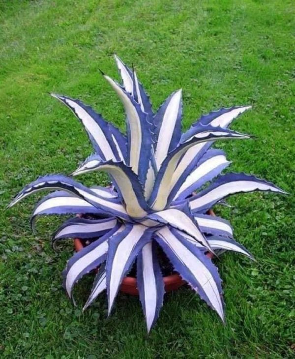 Bromeliad
