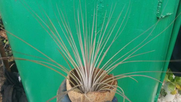 Bromeliad - Image 2