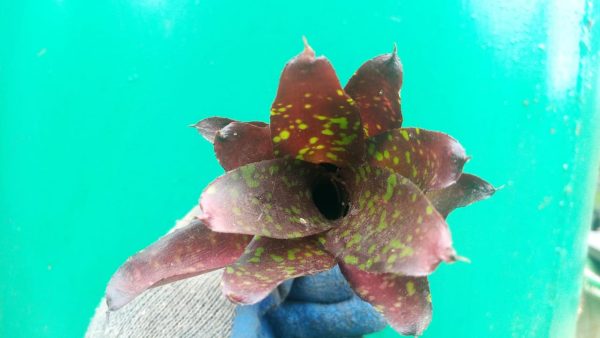 Bromeliad - Image 4