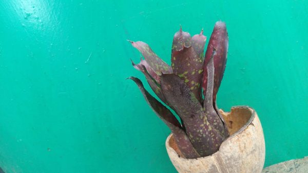 Bromeliad - Image 5