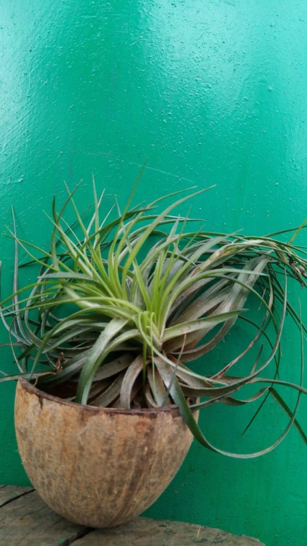 Bromeliad - Image 6