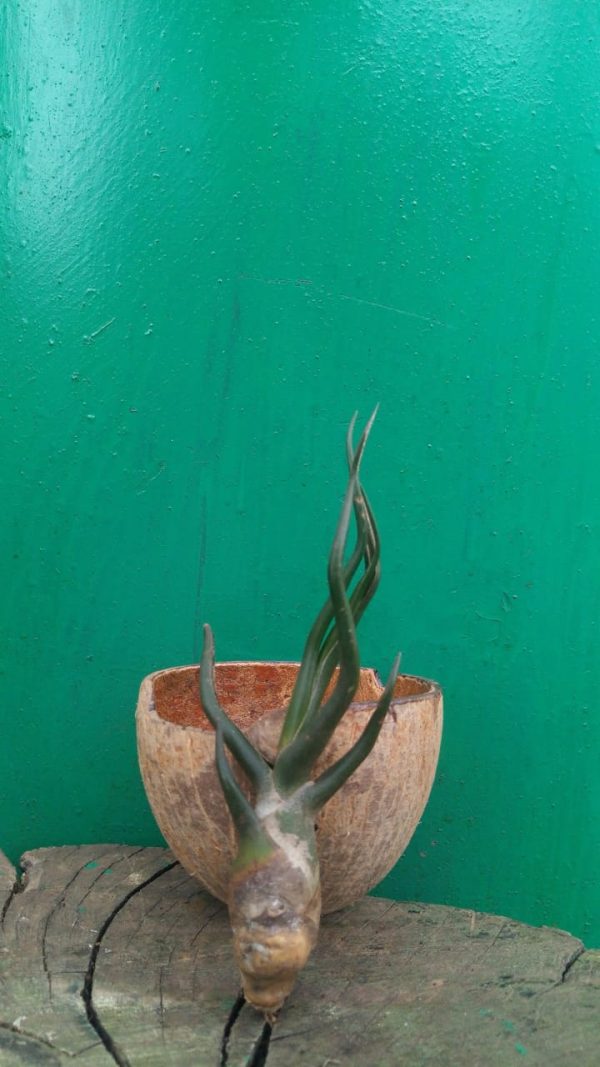 Bromeliad - Image 9