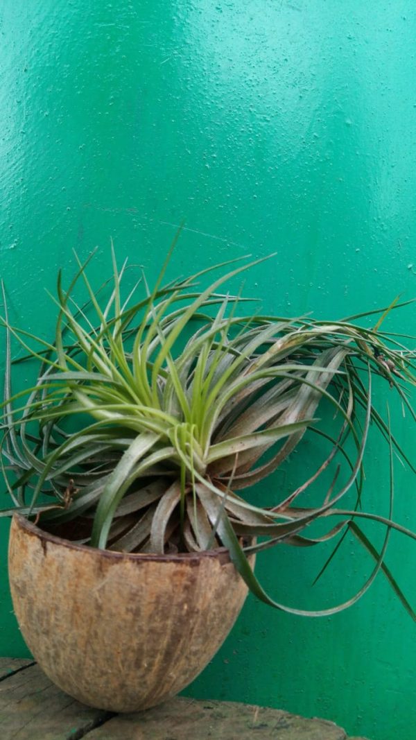 Bromeliad - Image 10
