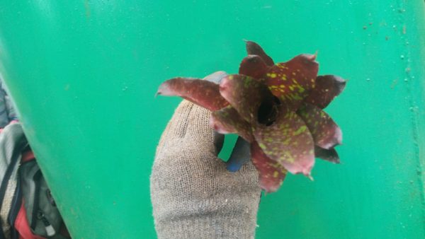 Bromeliad - Image 11