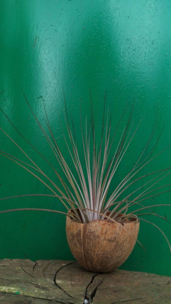Bromeliad - Image 12
