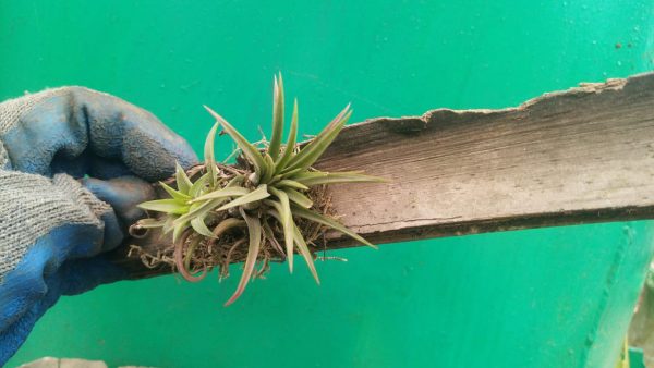 Bromeliad - Image 13