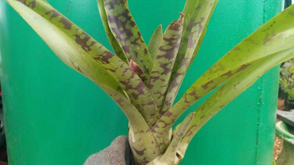 Bromeliad - Image 14
