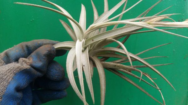 Bromeliad - Image 15