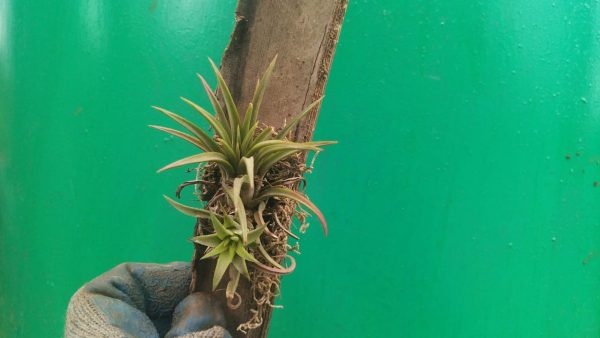 Bromeliad - Image 17