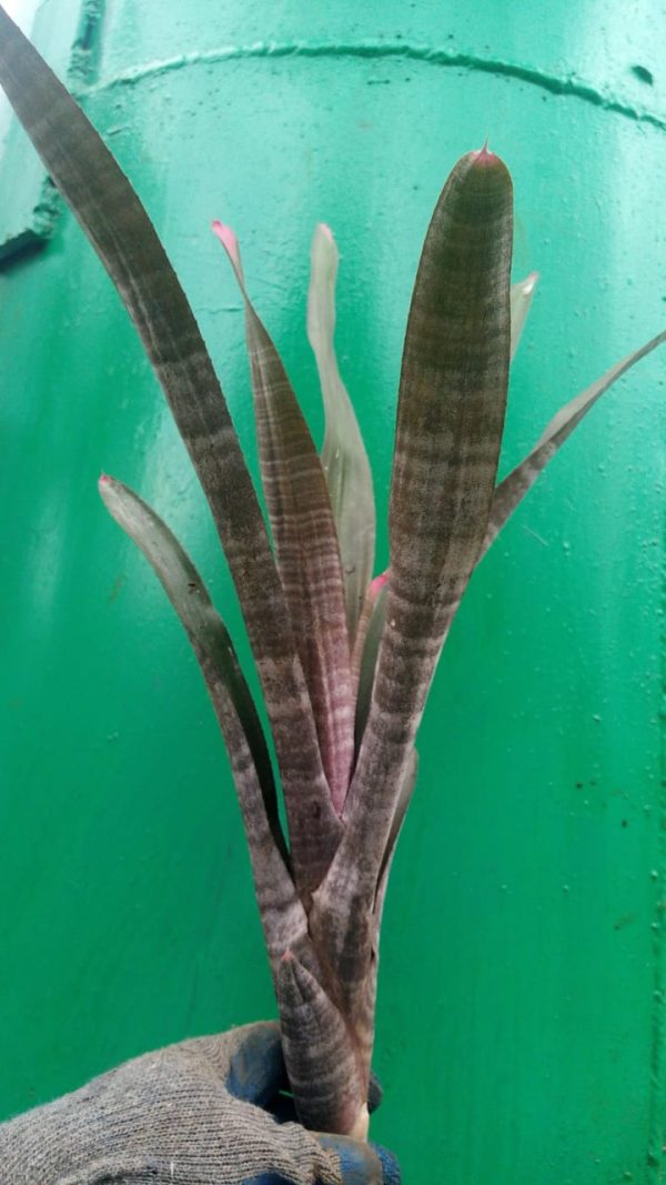 Bromeliad - Image 18