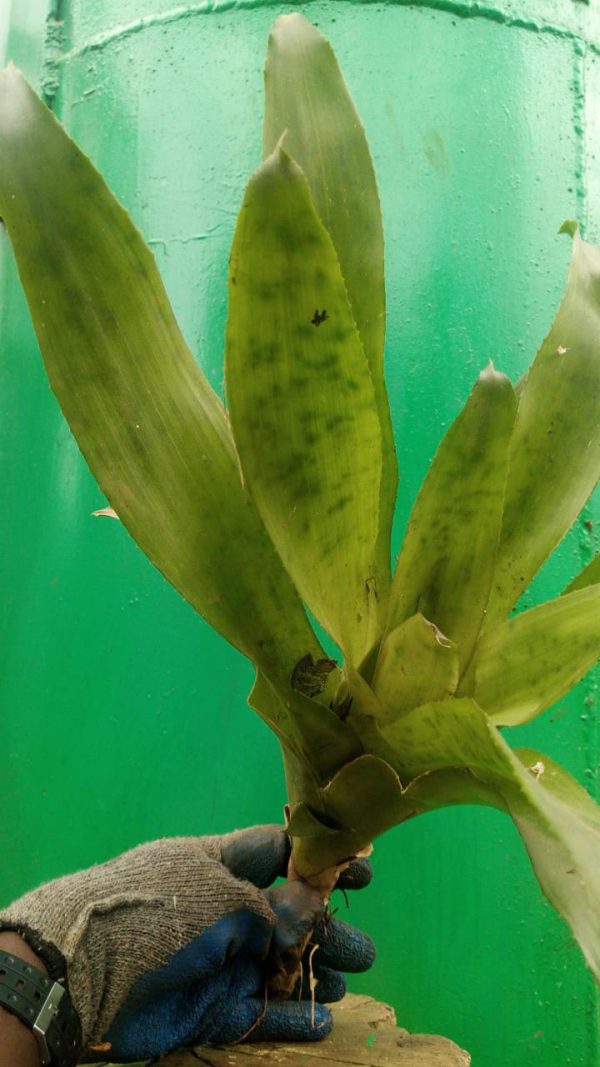 Bromeliad - Image 19