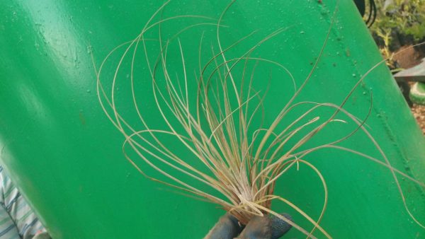 Bromeliad - Image 20