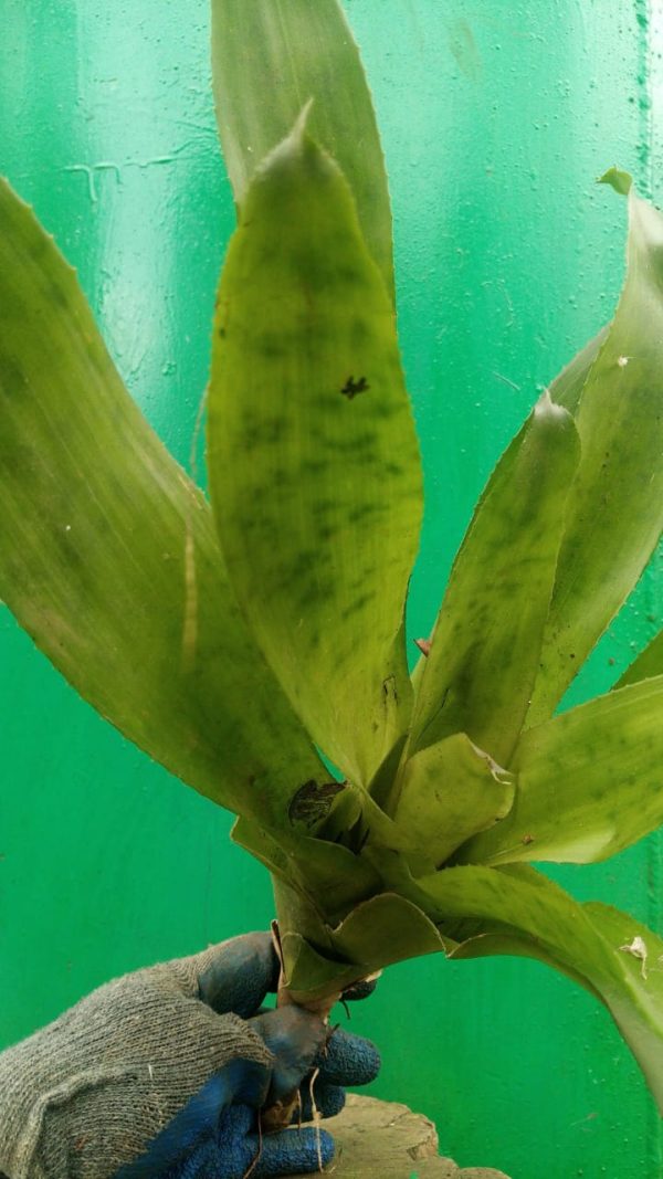Bromeliad - Image 21