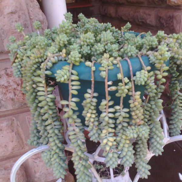 Donkey’s tail plant