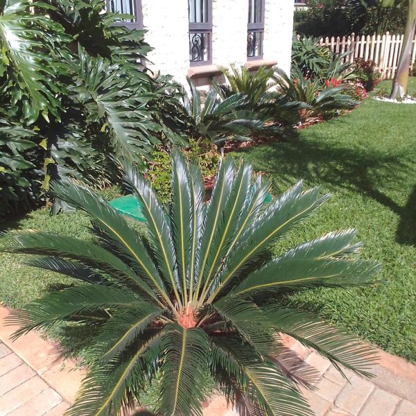 Ornamental trees