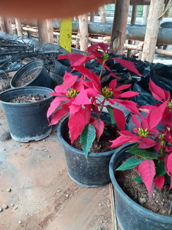 Poinsettia plants