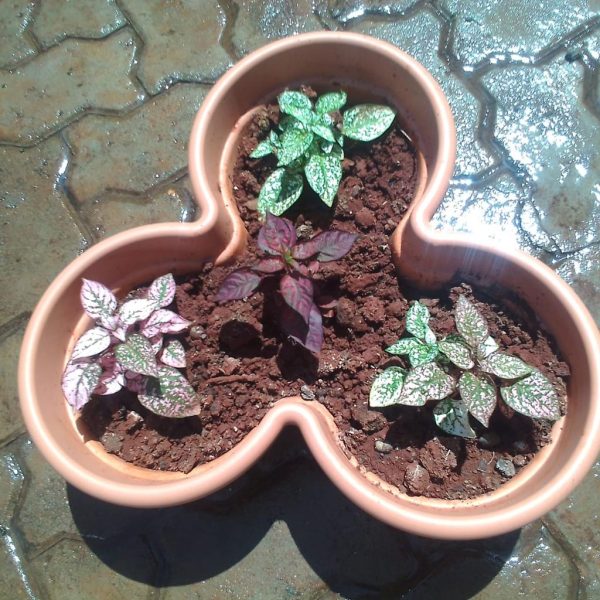 potted polka dot plant