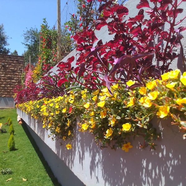 Colorful raised flower beds plants