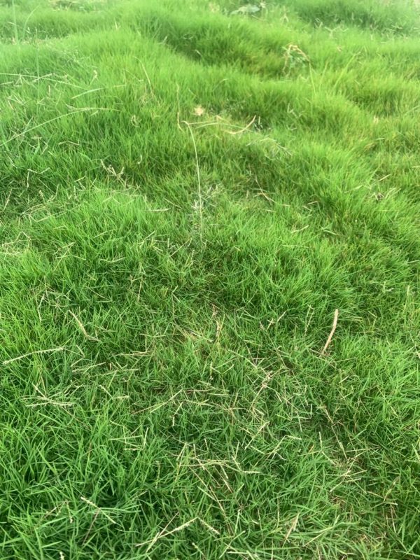 Bermuda TifSport Grass