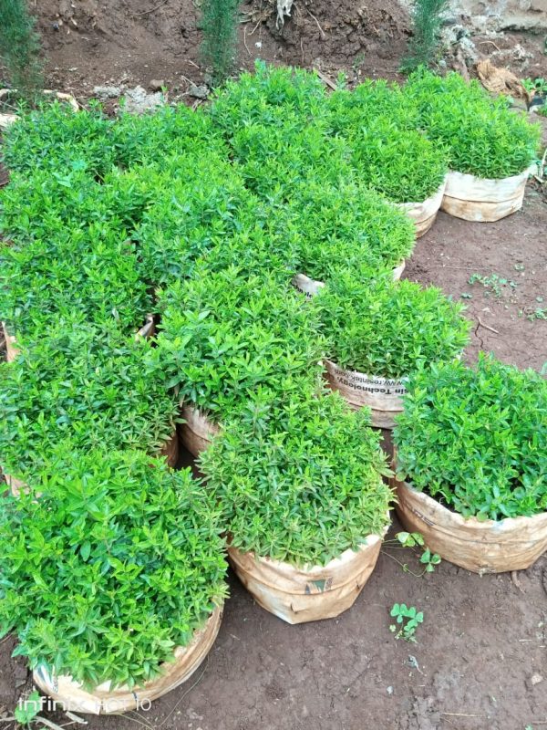 keiapple seedlings