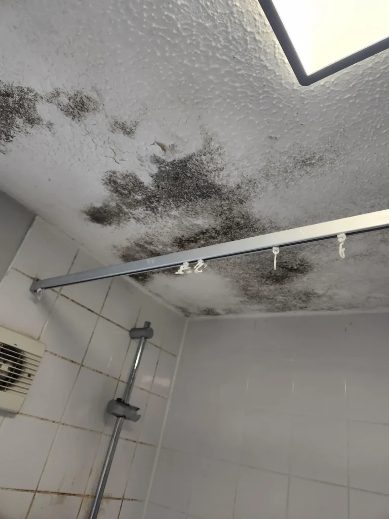black mold