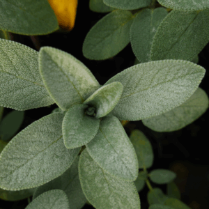 Low Maintenance Sage