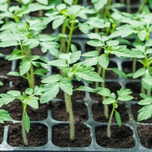 Ansal Tomato Seedlings