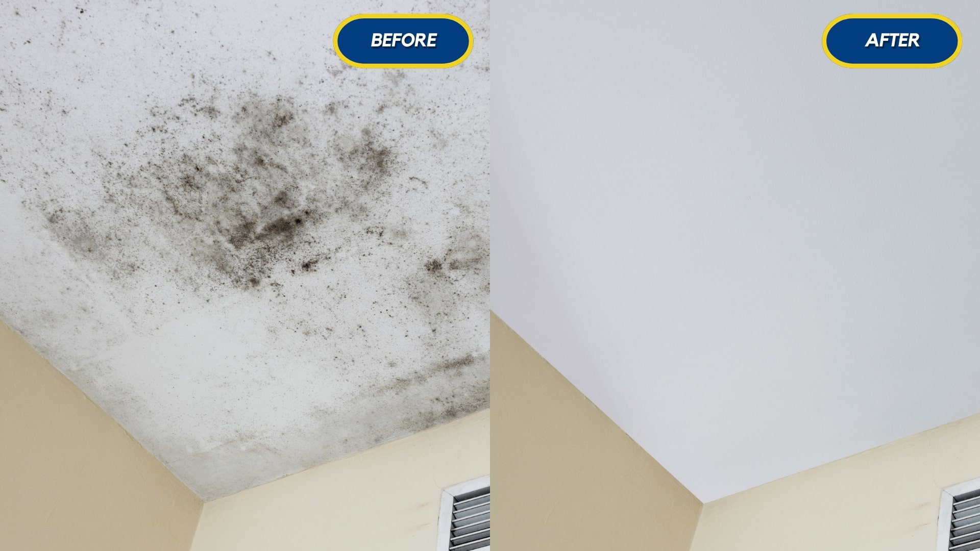 common mold found in bathrooms from high humidity levels