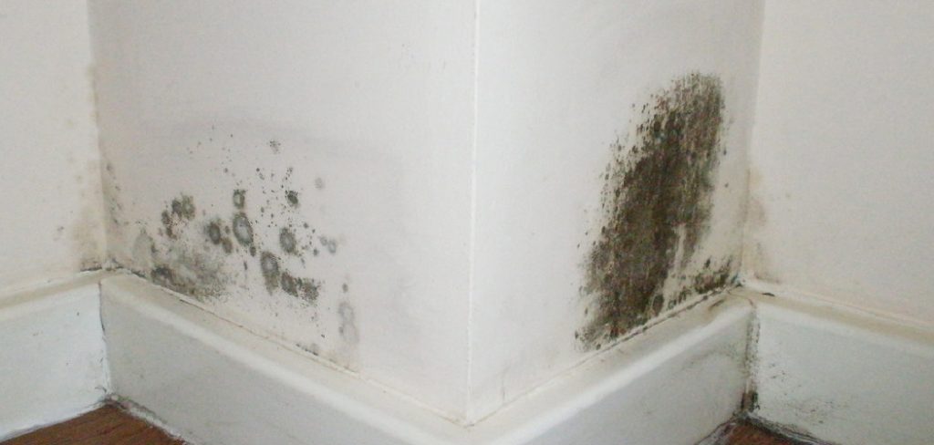 common black mold found in bathrooms or damp homes in Nairobi