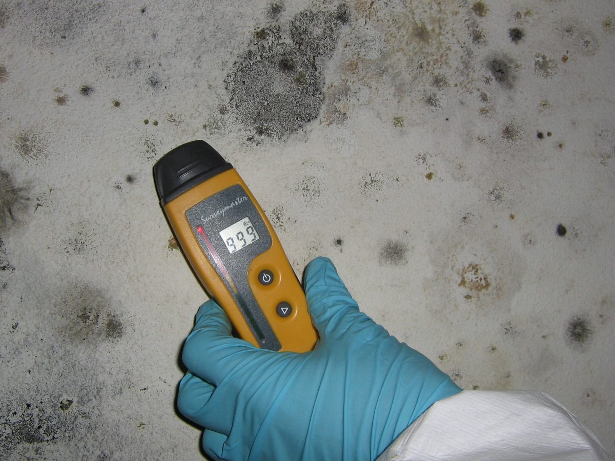 professional mold inspection in Nairobi homes by Miram solutions