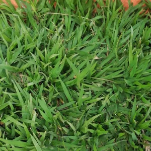 zimbabwe lawn grass ideal for shaded area