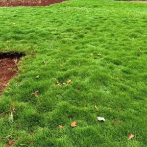 Arabic grass sprigs