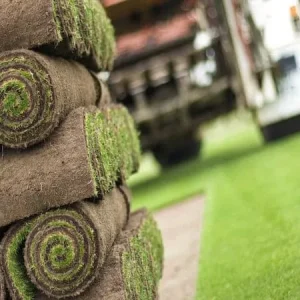 get a premium lawn grass perfect for sports and soft, dense lush green for home compounds.