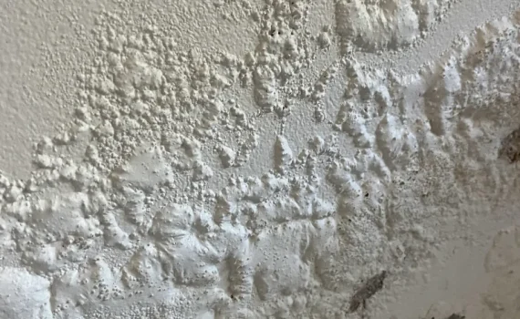 damp walls in Nairobi home indicating mold growth